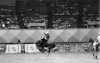Jimmy Fussell on unknown mount
