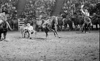 Kendall Bolding Steer wrestling
