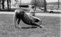 Dottie Taylor specialty act, Trick horse