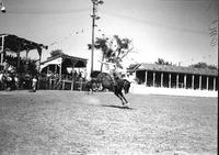 [Gerald Roberts riding high atop "Brown Jug"]