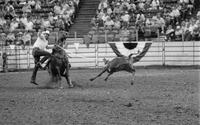 Joe Dorenkamp Calf roping