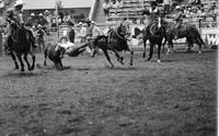 Gary Green Steer wrestling