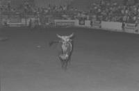 Unidentified Rodeo clown Bull fighting