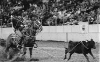 Steve Flinn Calf roping