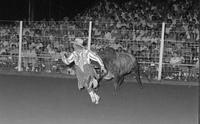 Unidentified Rodeo clowns Bull fighting