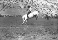 [Unidentified Cowboy riding bareback Bronc whose hindquarters are airborne & legs ready to kick out]