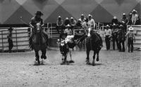 Dave Brock Steer wrestling, 5.6 Sec