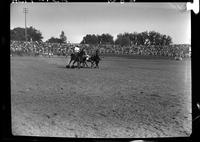 Shoate Webster Steer Wrestling