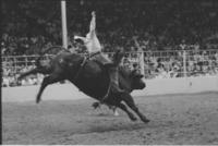 Jerry Wright on Bull #173