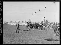 Wild Horses Race