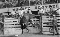 Bryan A. Riley on Bull #70