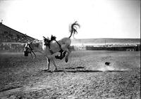 [Cowboy headed for the dirt off right side and obscured by bronc]