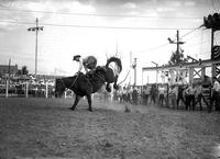 [Unidentified Cowboy kneeling on Saddle Bronc's back as he prepares to leave]