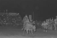 Mike Collier on Bull #B11