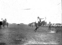 Wild Steer Riding Alliance, Rodeo