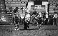 Wayne Hardison Steer wrestling
