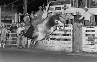 Gary Toole on Bull #P5