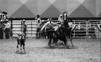 Larry Bailey Calf roping