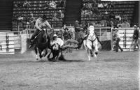Bob Miller Steer wrestling