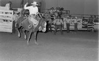 Butch Small re-ride on unknown Bronc