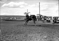 [Unidentified Cowboy leaving bronc rear-first as others look on]