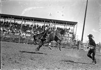 [Ken Roberts on bronc as Judge Harry Tracey runs alongside]