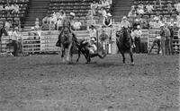 Phil Clayman Steer wrestling