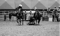 Rush Herrington Steer wrestling