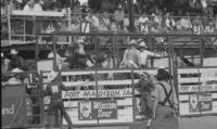 Unidentified Steer wrestlers