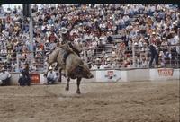 Bill Kornell on Bull #D0