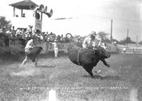 Wild Steer Riding, Geo Adams Rodeo, Mt. Carmel, Ill.