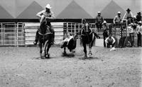 Scot Guillory Steer wrestling