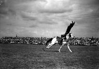 [Wiley McCray doing a shoulder stand on galloping horse]