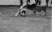 Rodeo clown Leon Coffee Bull fighting