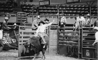 Mike Quesenberry on Bull #777