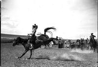 [Possibly Margie Greenough saddle bronc riding]