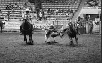 Sam Duvall Steer wrestling
