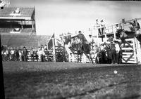 [Unidentified Hatless cowboy riding and staying with his bronc in front of eight-chute structure]