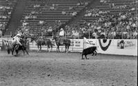 Pruitt or Miller Calf roping