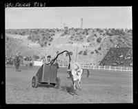 Elmer Holcomb  Bull Cart
