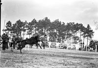 Nice Tame Gentle Bareback Horse Fla. Cow Capital Round-Up