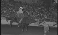 Roy Carter on Bull #71