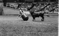 Rodeo clown Jerry Don Galloway Bull fighting