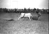 [Unidentified rodeo clown fighting bull with barrel]