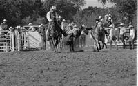 Jeff Dorenkamp Steer wrestling