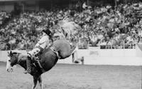 Unidentified rider on Savina