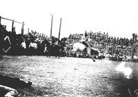 [Unidentified cowboy riding steer in front of grandstand of spectators]