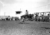 [Unidentified Cowboy riding and staying with Saddle Bronc, Chutes to right announcers booth to left]