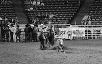 Chip Porterfield Calf roping