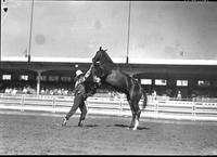 [Unidentified cowboy performing with rearing horse]